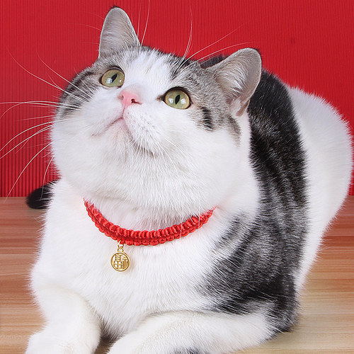 猫咪项圈猫铃铛宠物狗狗脖子饰品