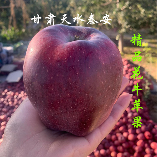 甘肃天水秦安正宗精品级花牛苹果