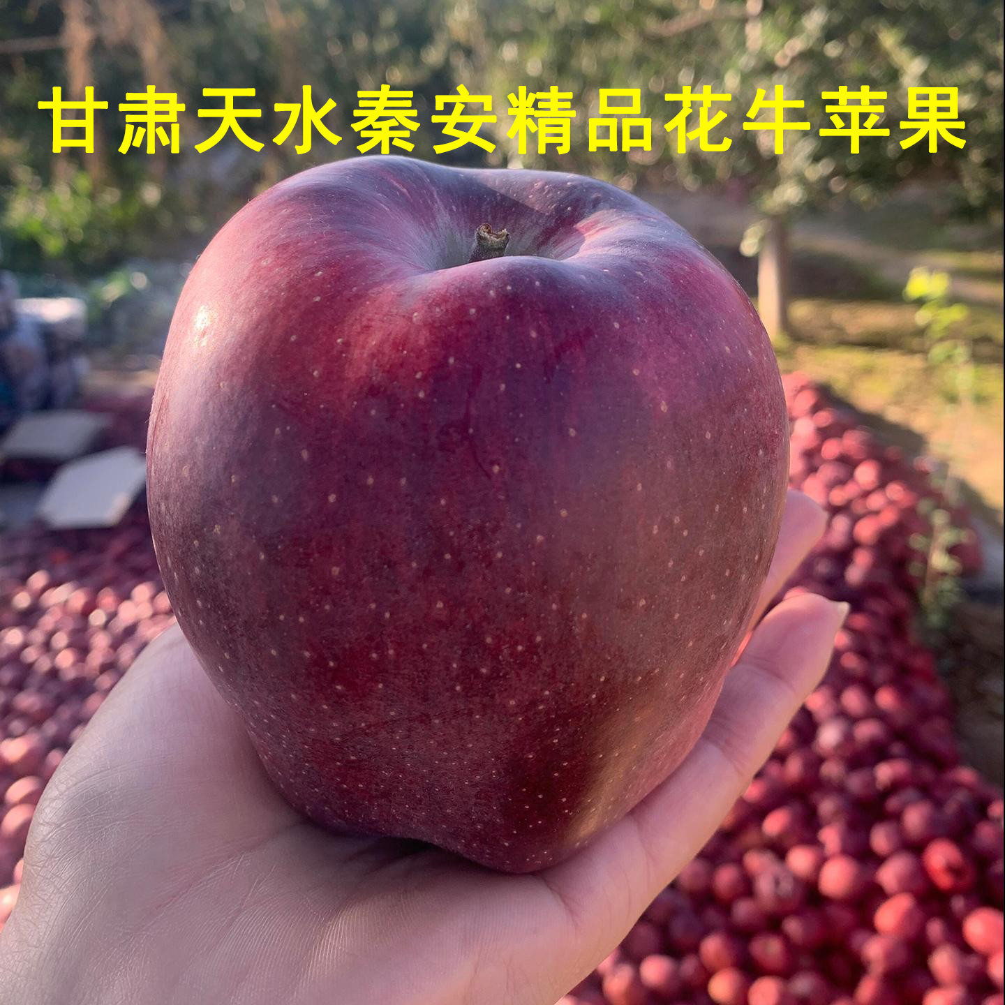 甘肃天水秦安正宗精品级花牛苹果