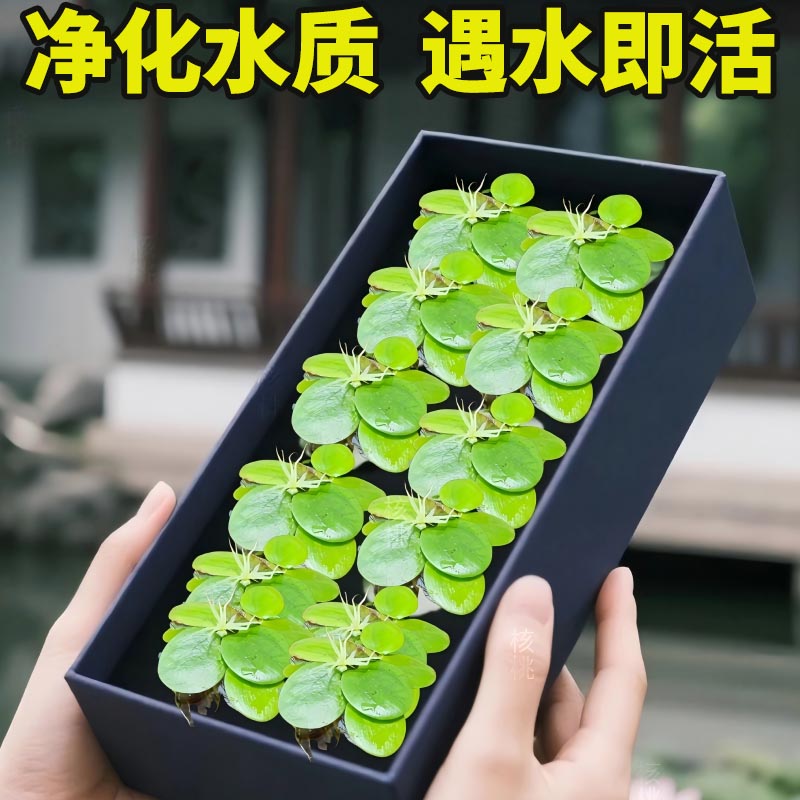 圆心萍浮萍水草植物鱼缸造景水培水芙蓉净化水质鱼虾龟缸漂浮水草