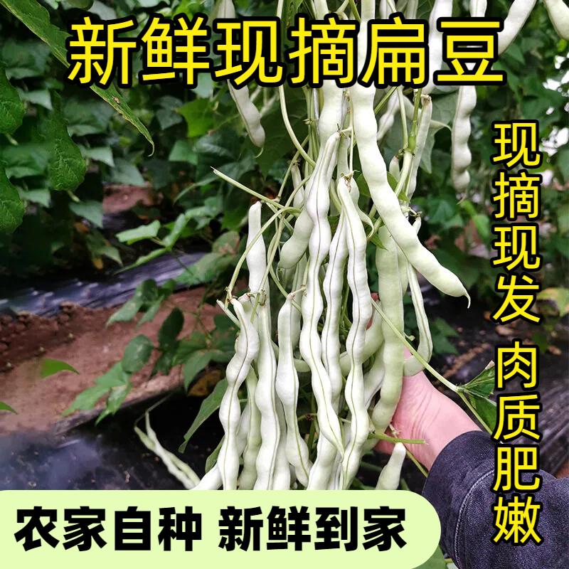 新鲜芸豆老来少白芸豆现摘新鲜四季豆山东蔬菜现摘现发鲜白不老