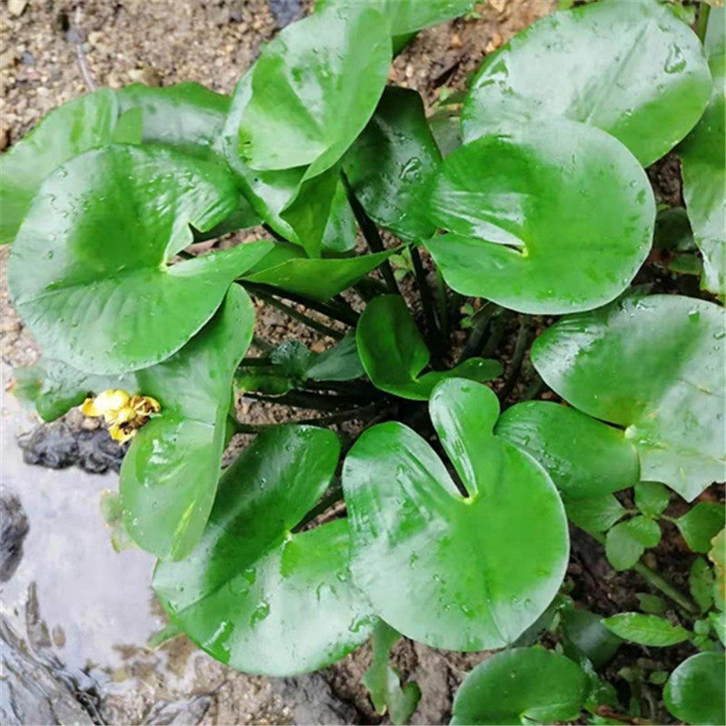 萍蓬草  黄金莲、萍蓬莲苗一棵新鲜冷角风