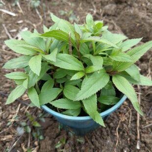 佩兰别名 兰草 圆梗泽兰、香水兰苗带盆种好