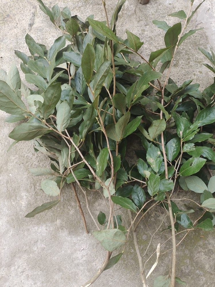 见风消,见肿消,冬不落叶,新鲜枝叶500克自然晒干包邮