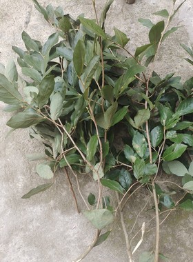 见风消,见肿消,冬不落叶，新鲜枝叶500克自然晒干包邮