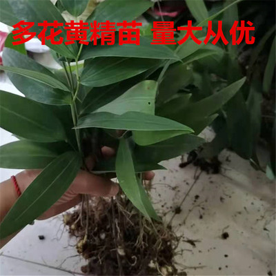 多花黄精苗野山姜姜形