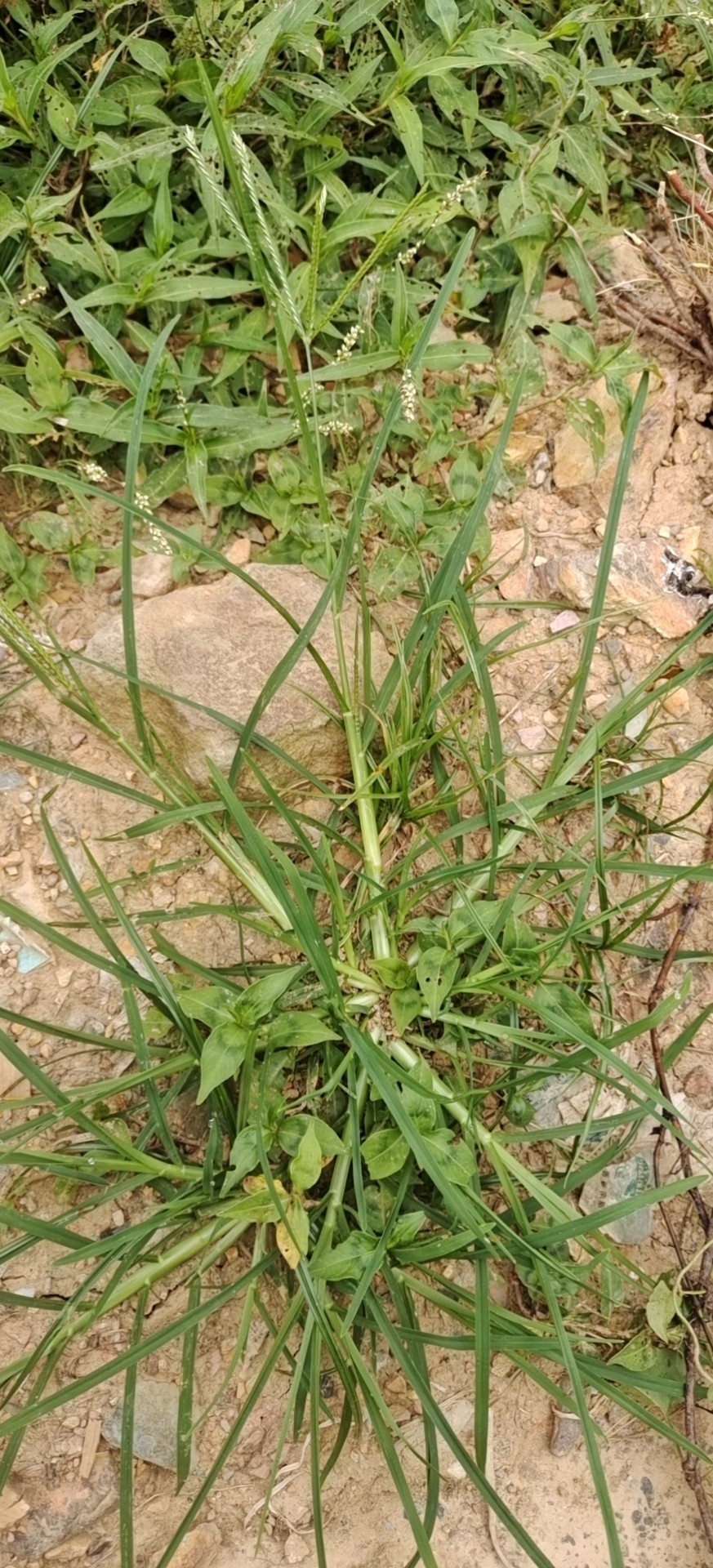新鲜牛筋草 千千踏 蟋蟀草 老牛拽新鲜 自然晒干500克