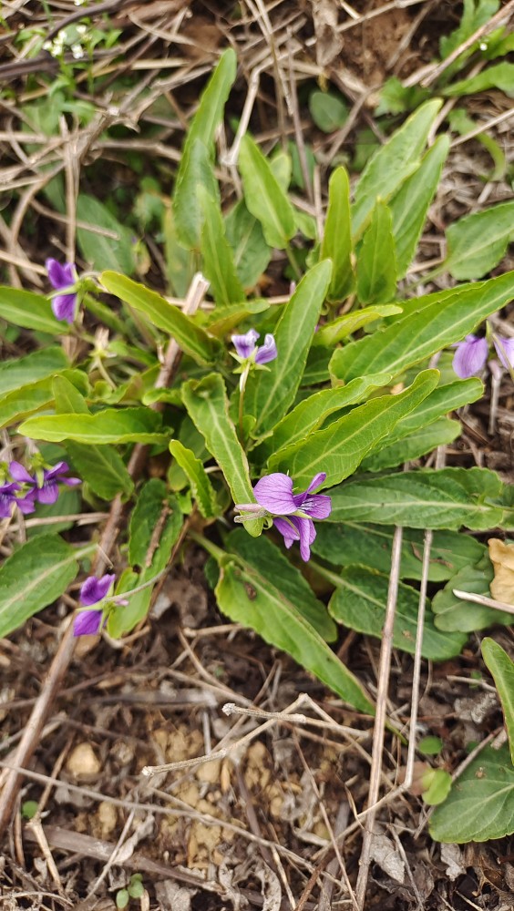 新鲜紫花地丁种苗 犁头草 铧头草 野堇菜 现采现发 鲜花速递/花卉仿真/绿植园艺 绿植 原图主图