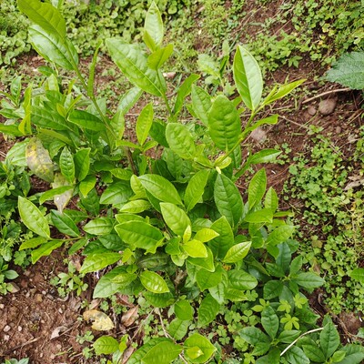湖南本地茶叶苗农家茶