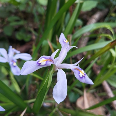 小花鸢尾  亮紫鸢尾，八棱麻，六轮茅一窝四季常青