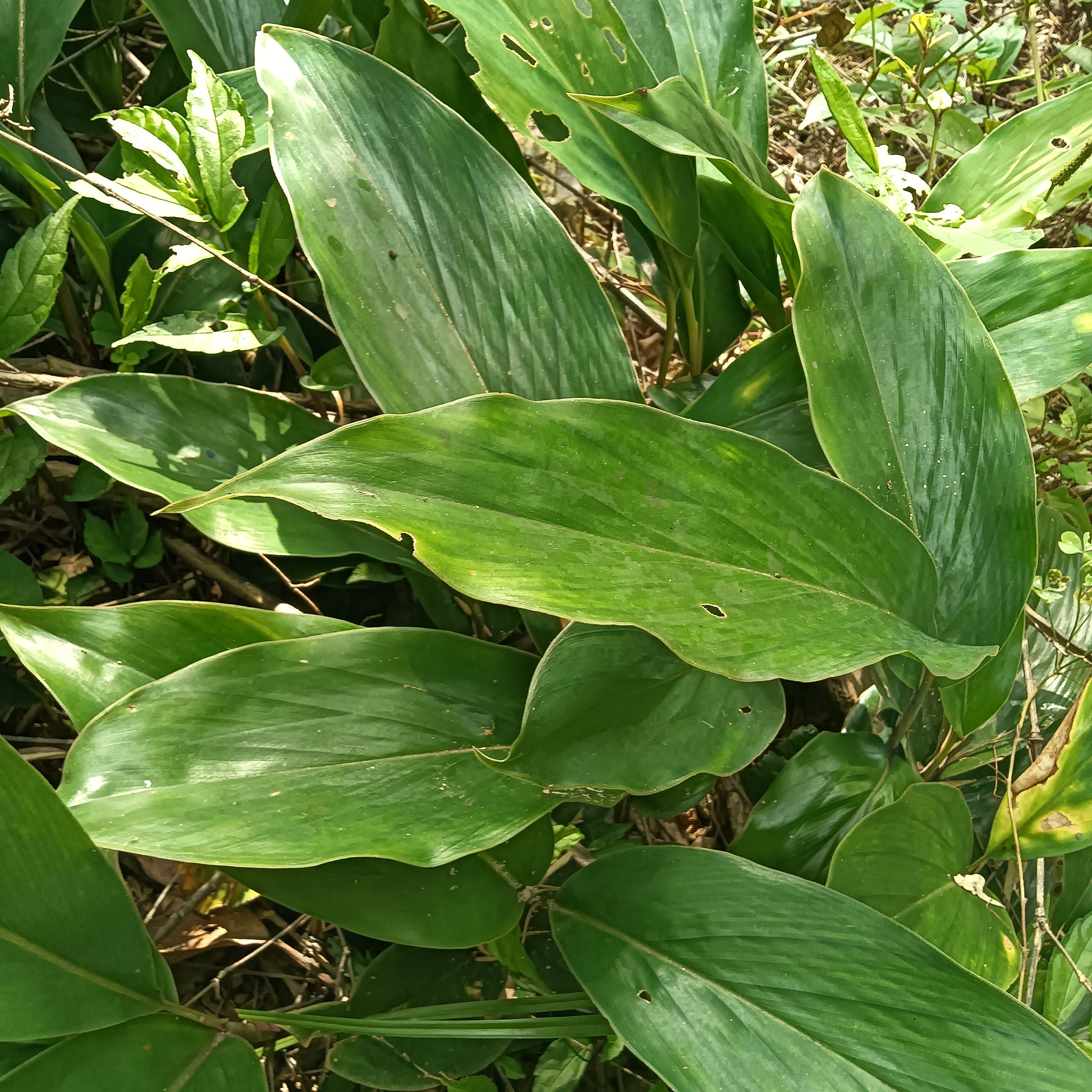 野山姜  九姜连 九节莲 姜节风种苗姜节风新鲜500g