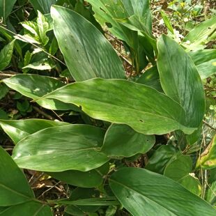 野山姜 九姜连 九节莲 姜节风种苗姜节风新鲜500g