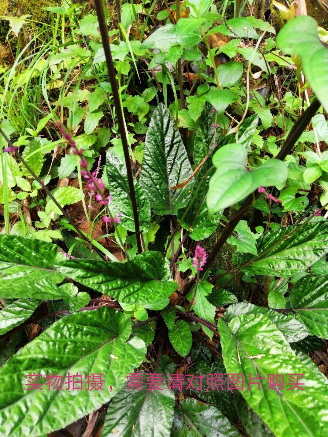 血盆草苗 破罗子 反背红 新鲜罗汉草种苗