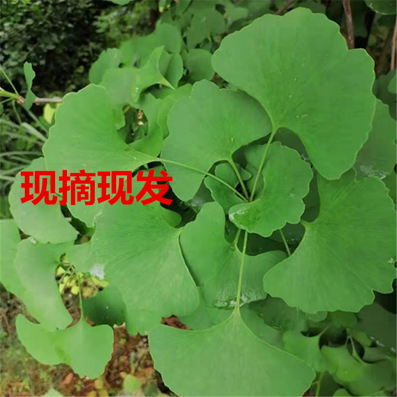 采摘银杏叶片可做枕头500g叶子