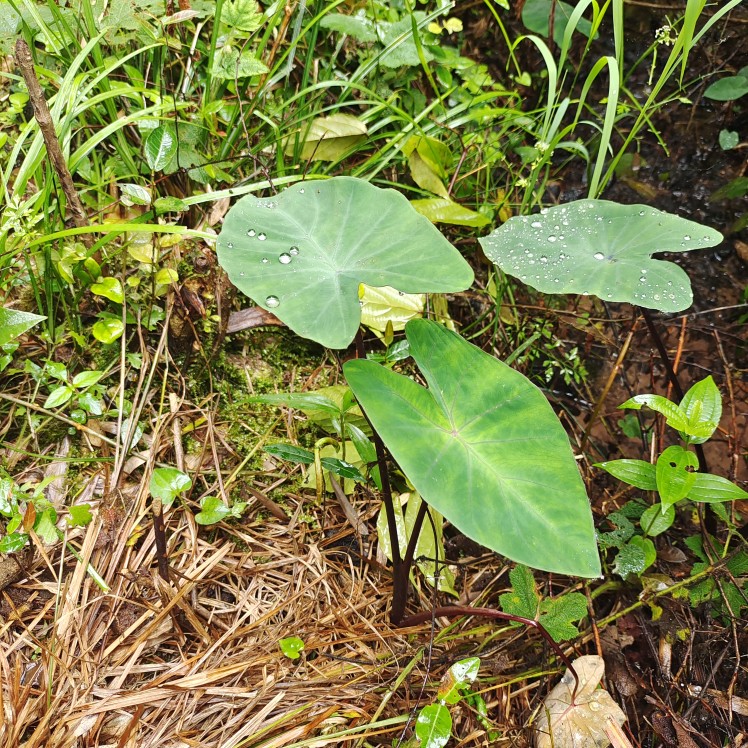 紫梗芋苗 野 紫苗芋 紫芋 黑芋  水 芋头芋小苗盆栽5棵 观赏沼泽