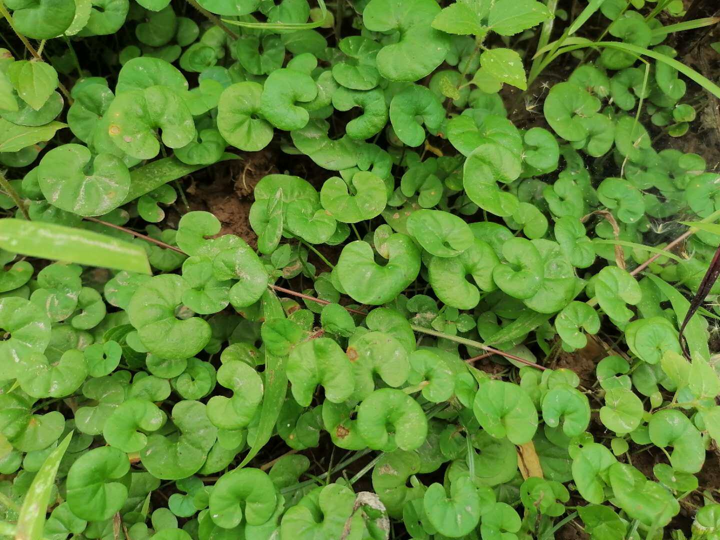 马蹄金苗小灯盏 小马蹄金 小半边钱 小金钱草苗盆栽20棵