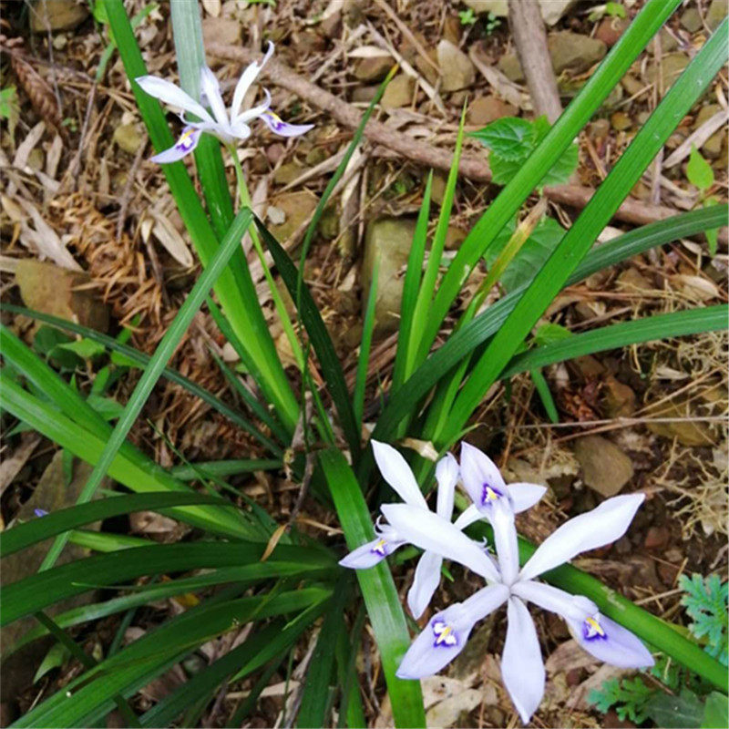 小花鸢尾  亮紫鸢尾,八棱麻,六轮茅一窝