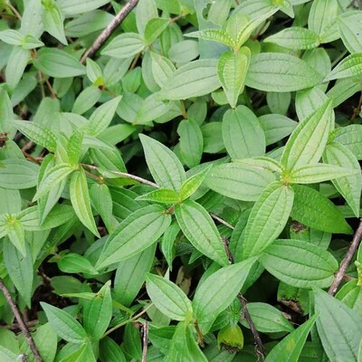 糯米藤糯米草雾水葛新鲜全草