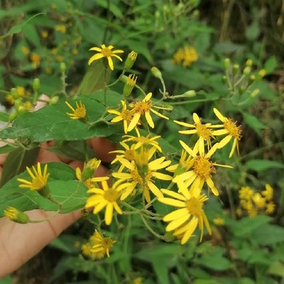 九里光苗黄花母新鲜千里光