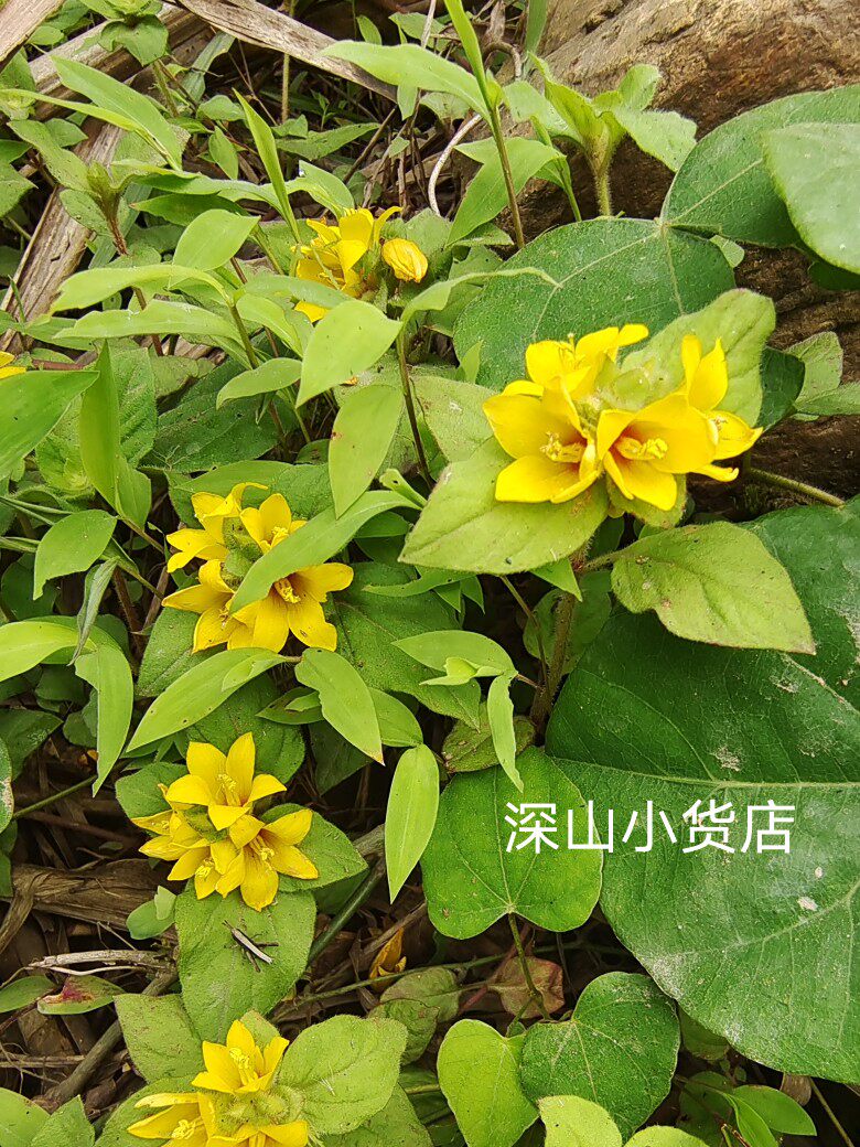 过路黄金钱草,真金草,走游草,铺地莲新鲜全草500g