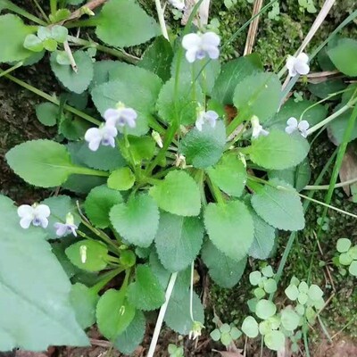 七星茶匙心叶带土发货3棵堇菜