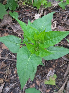 紫茉莉胭脂花粉丁香15元3棵盆栽