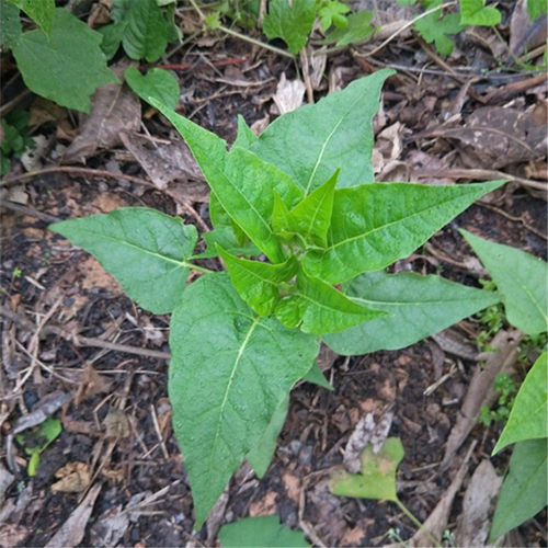 紫茉莉胭脂花粉丁香15元3棵盆栽