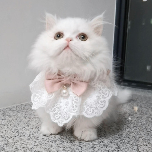 宠物猫咪可爱围脖项圈狗狗布偶猫幼猫口水巾围兜装扮小装饰品配饰
