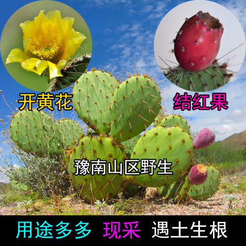 野外生长修罗团扇老式仙人掌新鲜带刺多肉植物懒人绿植挨土就活