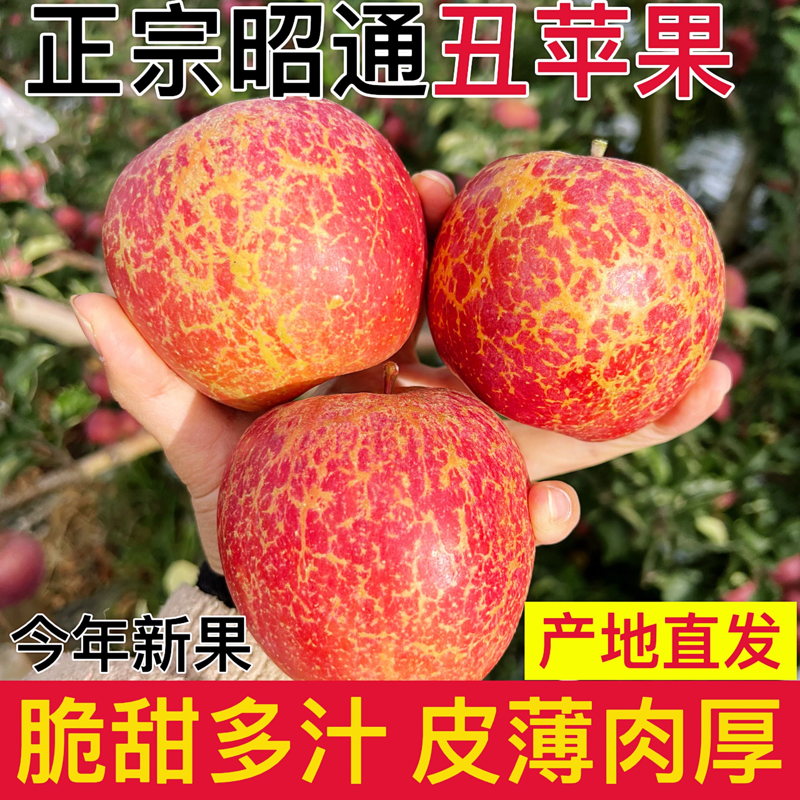 正宗云南昭通丑苹果新鲜采摘脆甜多汁产地直发整箱包邮