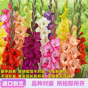 进口剑兰种球唐菖蒲花苗多年生四季开花卉盆栽地栽切花球根绿植物