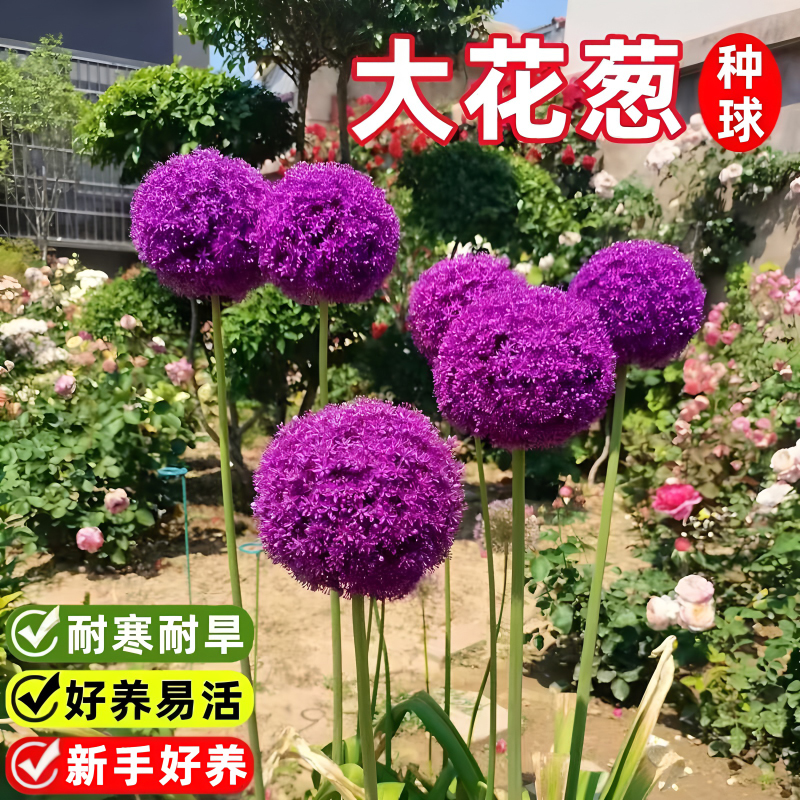大花葱种球荷兰进口耐寒花卉盆栽植物庭院地栽大葱花球根四季易活