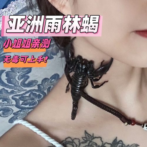 亚洲雨林蝎超大宠物黑蝎子活体18cm温顺无毒可上手爬虫包邮包活异