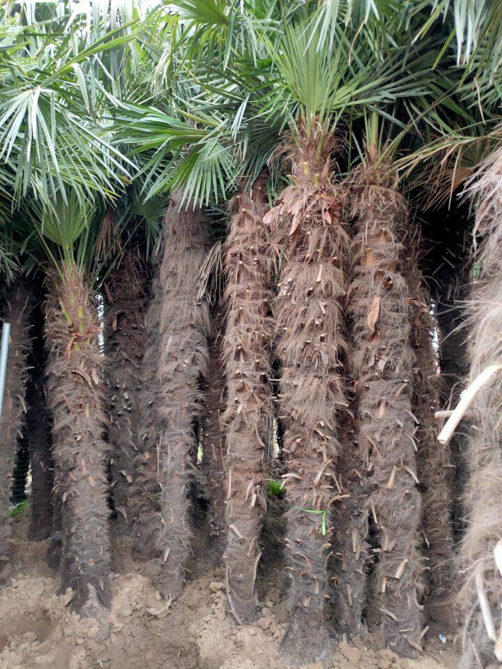 盆栽棕榈树苗蒲葵苗棕树苗室内绿植扇子树苗庭院四季常青植物盆栽