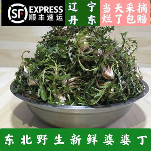 东北新鲜山野菜婆婆丁当天现挖蒲公英蘸酱菜苦菜每份500g顺丰包邮