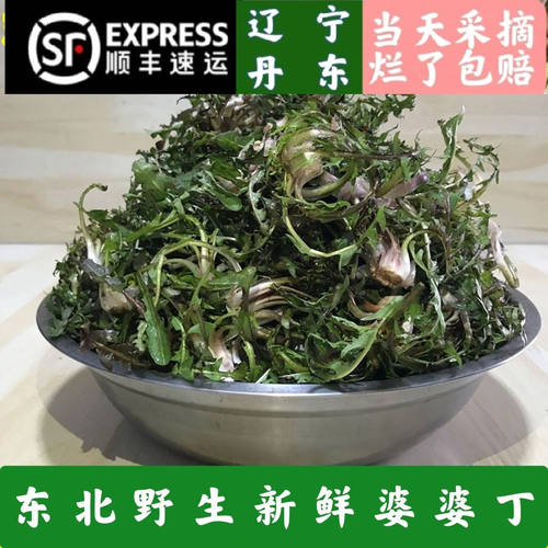 东北新鲜山野菜婆婆丁当天现挖蒲公英蘸酱菜苦菜每份500g顺丰包邮