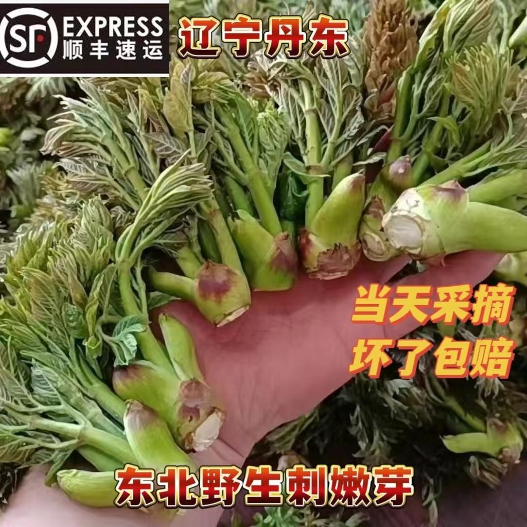 新鲜野生山野菜刺嫩芽东北丹东山嫩芽新鲜刺老芽山野菜刺龙芽包邮