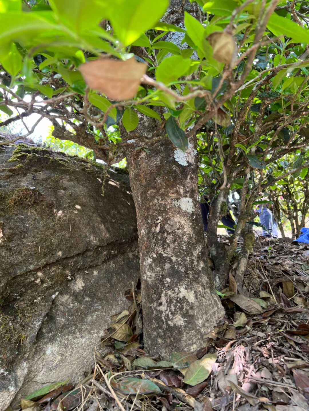 古树临沧生茶普洱临沧生茶