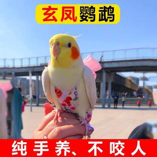 玄风鹦鹉活鸟活物中小型会说话鹦鹉活体物宠物鸟网红黄化鹦鹉全毛