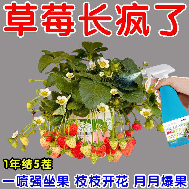 果满枝】草莓专用授粉点花剂坐果灵催花催果膨大剂草莓肥料营养液