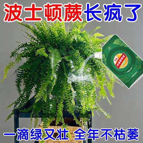 波士顿蕨营养液蕨类四季植物专用鹿角蕨狼尾蕨水培家用室内氮肥