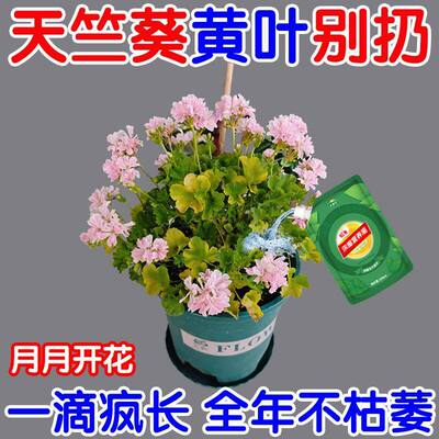 【猛开】天竺葵专用营养液催花防黄叶枯萎天竺葵肥料浓缩花肥