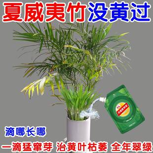 【急救】夏威夷竹专用营养液防黄叶干尖枯萎竹子夏威夷竹肥料