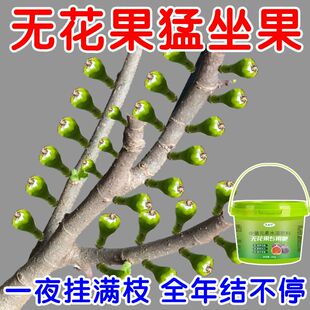 坐果王】无花果肥料专用肥增甜膨果植物天然营养肥治黄叶氮肥