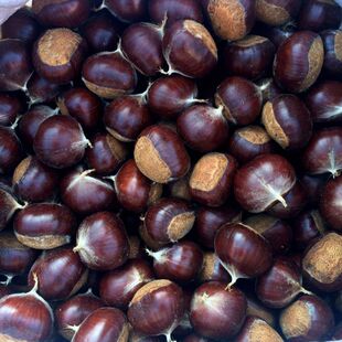 500g 东北辽宁宽甸地理标志产品大板栗油栗子生栗子新鲜野生特产