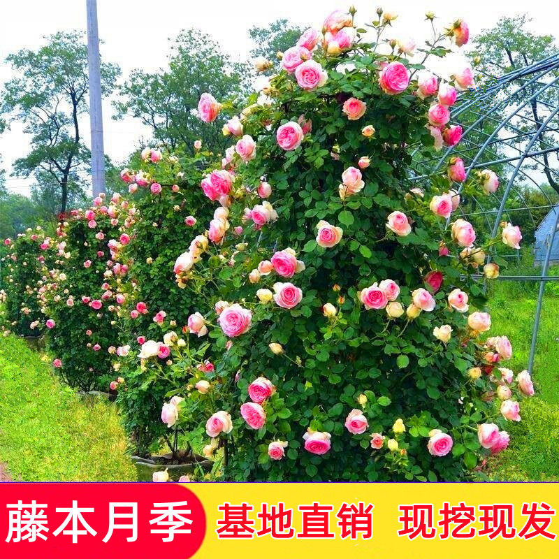 藤本月季花苗欧洲月季花蔷薇花苗庭院四季花卉盆栽地栽大花月季