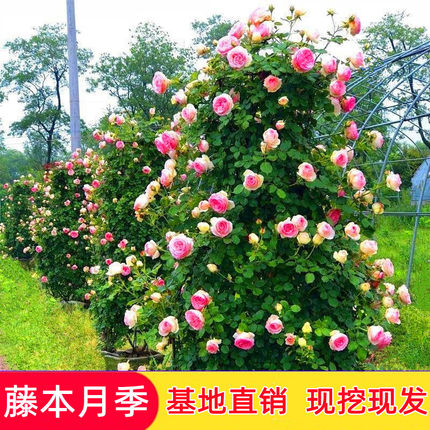藤本月季花苗欧洲月季花蔷薇花苗庭院四季花卉盆栽地栽大花月季