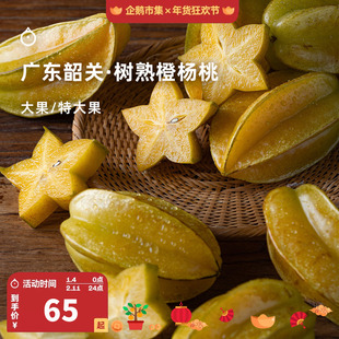 企鹅市集 橙杨桃 广东韶关树上熟新品种杨桃新鲜时令水果