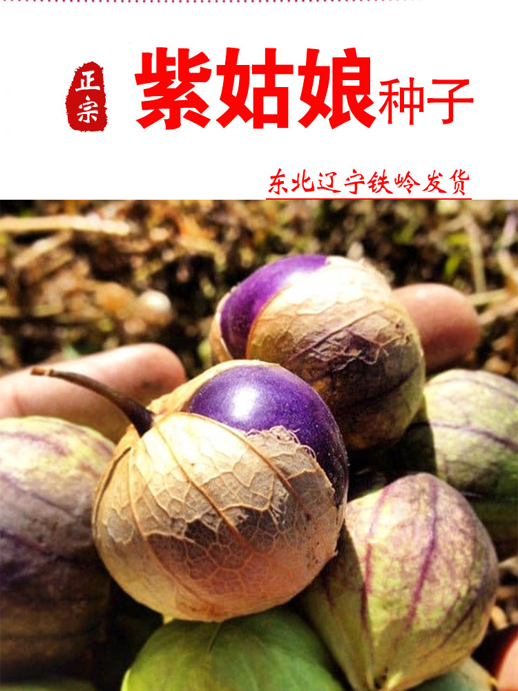 紫姑娘果种子东北大紫泡种籽大鼻子大紫姑娘果种水果大紫桃洋姑娘