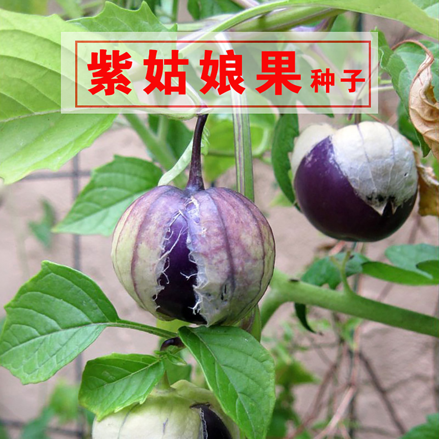 紫姑娘果种子东北大紫泡种籽大鼻子大紫姑娘果种水果大紫桃洋姑娘